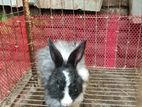 Belgium Rabbit
