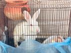 Belgium rabbit for sell