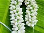 বেলী ফুলের গাঁজরা কম্ব