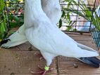 Bird For Sale