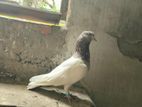 বেনারসি কবুতর নর