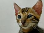 Bengal baby