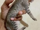 Bengal cat baby