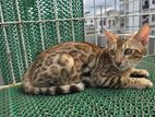 Bengal Cat, British Shorthair Cat