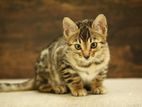 Bengal Cat Female (2.5 months kitten)