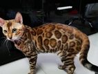 Bengal Cat