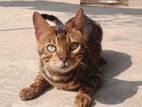 Bengal cat