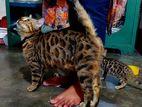 Bengal cat