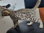 Bengal cat