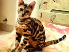 Bengal Cat