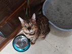 Bengal cat