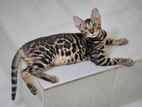 Bengal cat