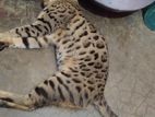 Bengal Cat