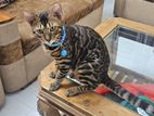 Bengal Cat