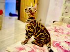 Bengal Cat