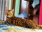 bengal cat