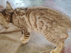 Bengal cat sell