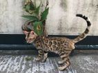 Bengal Cat