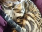 Bengal Cat (pair)# Male And Female Both