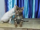 Bengal cat (spotted and snow white kittens)