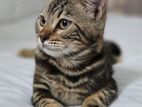 Bengal Cat(Mixed breed) Female