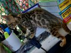 Bengal Cats for sale