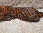 Bengal cat