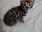 Bengal male cat kitten