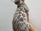 Bengal male kitten