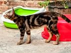 Bengal Marble Coat Female