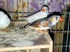 Bengal or zebra finch