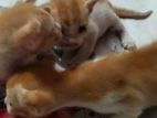 Bengal Orange Tabby Cat Baby(Mixed)
