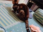 bengle Cat বেঙ্গল ক্যাট