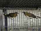 Bengoli Finch Breeding Pair