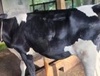 COW FOR SELL