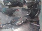 বেশি চিনা হাস
