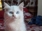 best bloodline Persian kitten