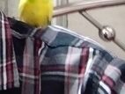 Best Colour Barjiger Birds / Bird Pakhi
