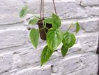 Best Indoor Plants