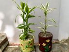 Best Indoor Plants