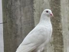 Bird For Sell