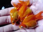 Best quality Rui king goldfish