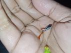 বেস্ট একুরিয়াম এর মাছ