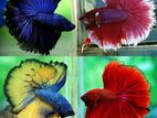 Betta/Fighter Fish colourful