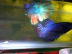 Betta Fighter Fish
