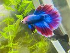 Betta Fish Available