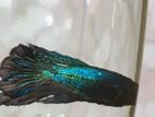 betta fish (Black orchid)