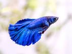 Betta fish Blue