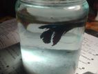 Betta fish/Fighter fish