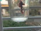 Betta fish / Fighter for breading
